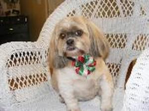 Dog with Bow