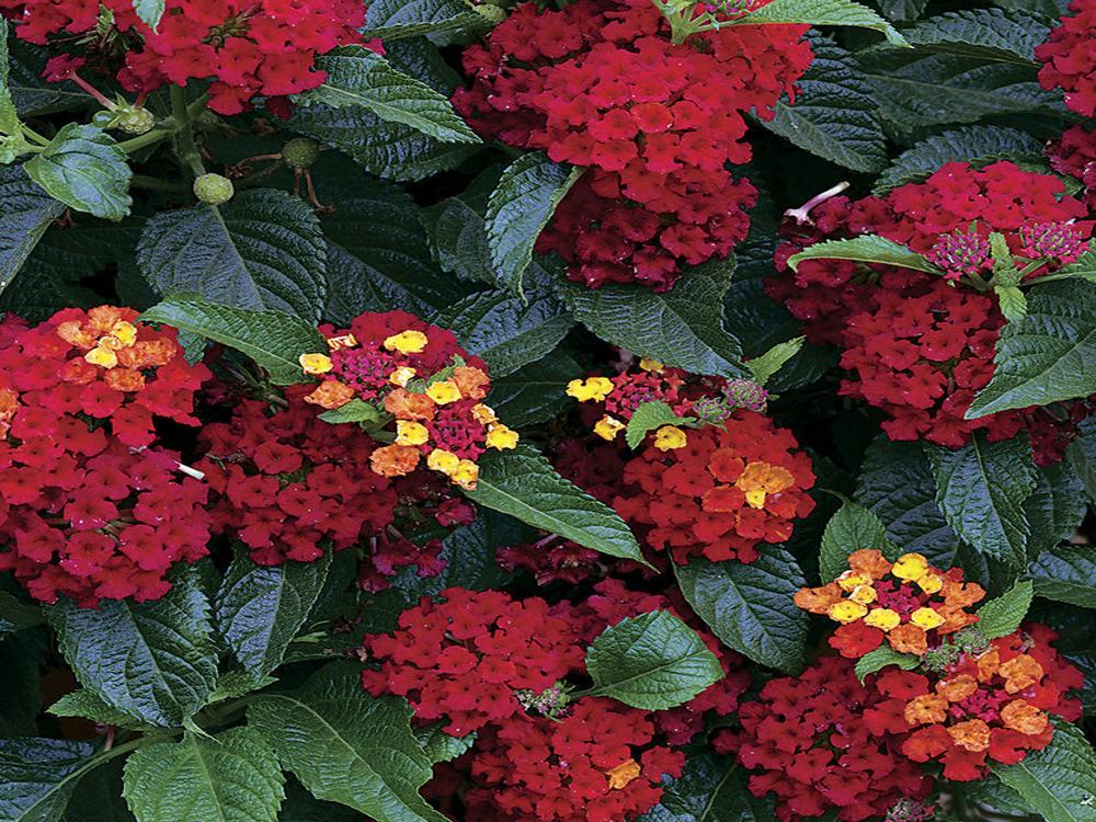 Sarah Browning Lantana Varieties Add Color Draw Bees Home Garden Journalstar Com