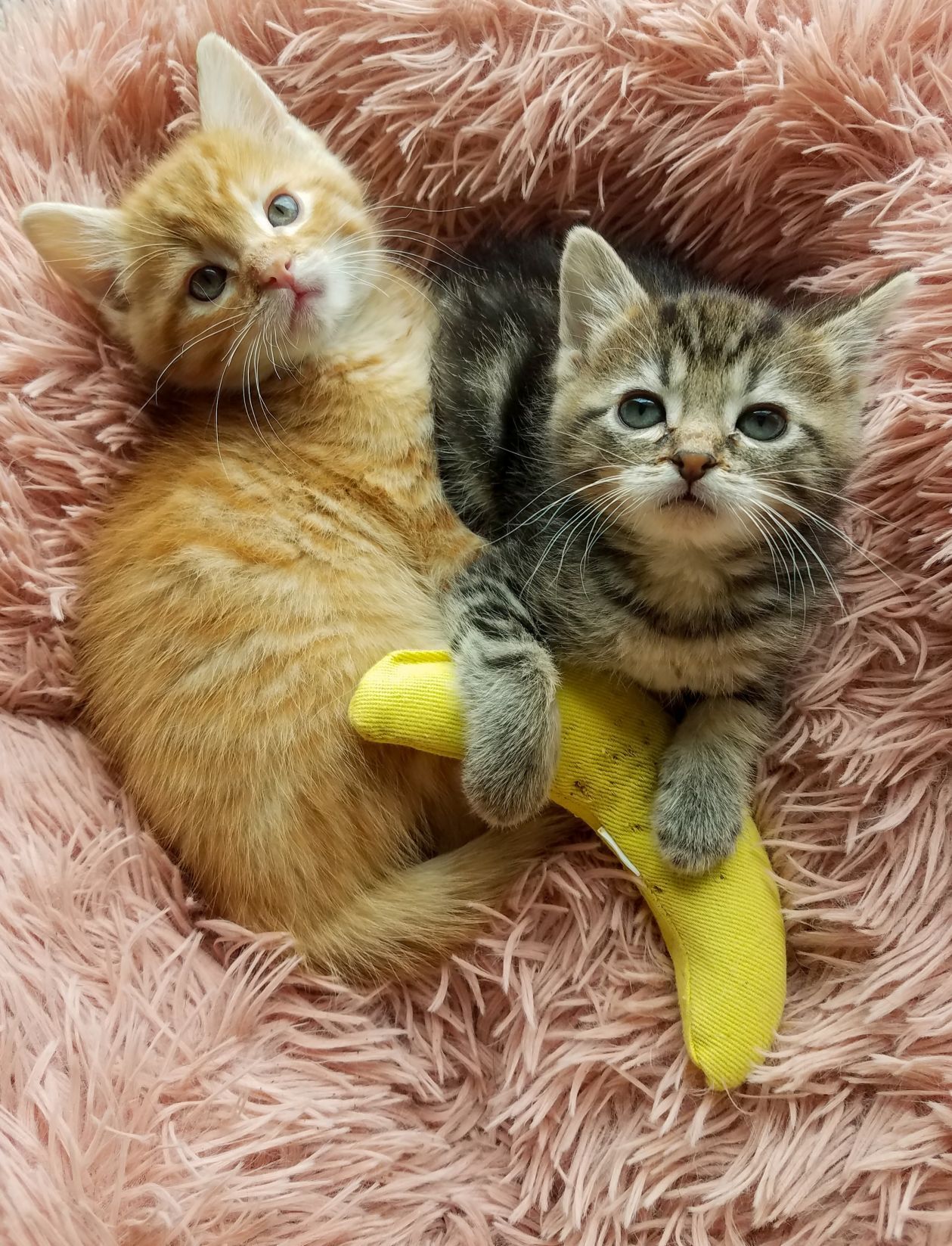 Meet Arthur and Bea Two kittens abandoned in suitcase are now up