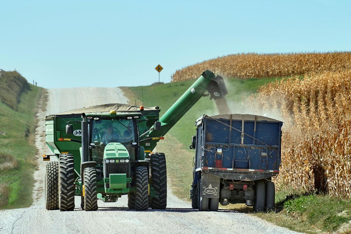 Soy Bean Harvest