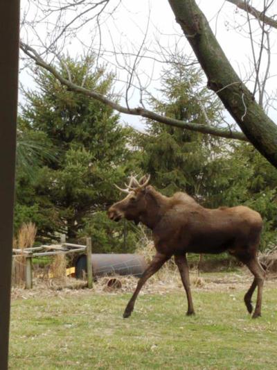 Hot Clip - Lick a moose near nebraska moose Lick nebraska a near