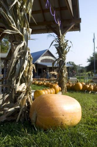 pumpkins