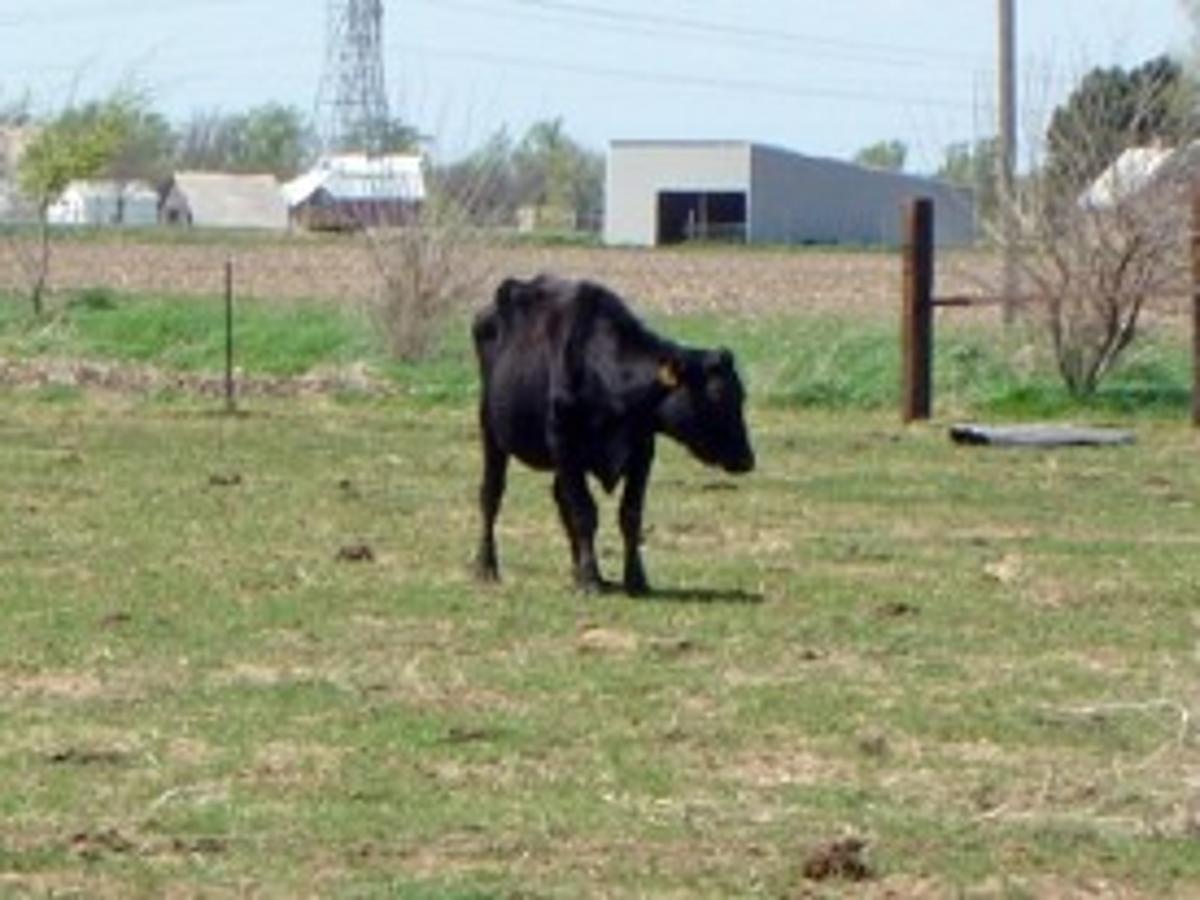 Cattle Prices Casino Cattle Prices Casino