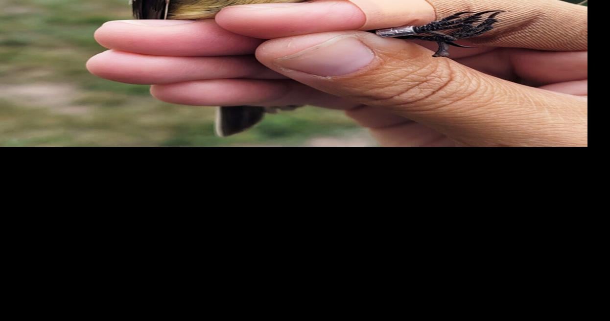 Banding helps identify Panhandle birds for science, education