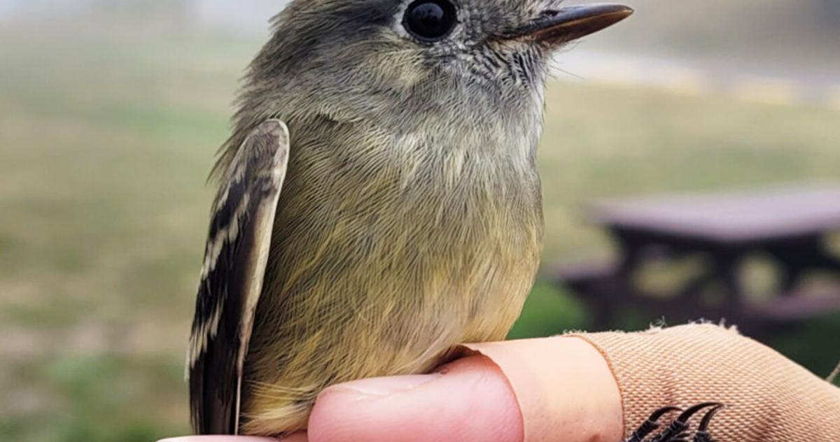 Banding helps identify Panhandle birds for science, education