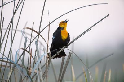 042124-owh-liv-birdmonth1