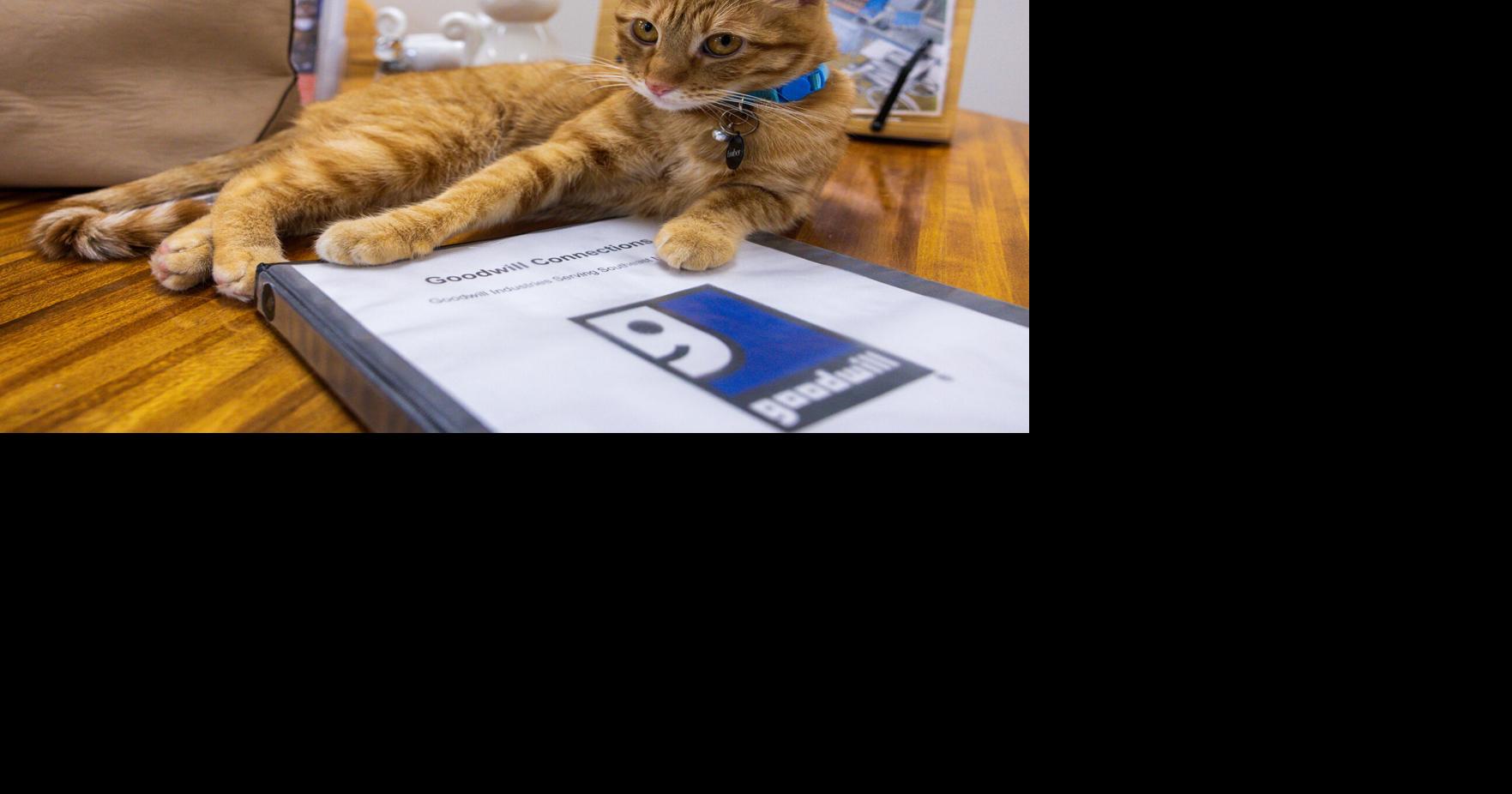 Lincoln Cat Connection adoption Goodwill cats