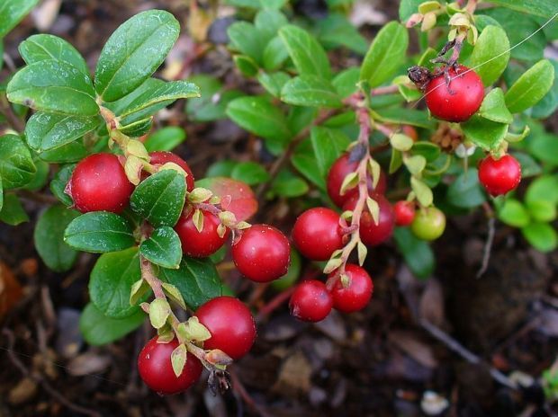 Lingonberry: A cowberry by any other name : The (402)/411