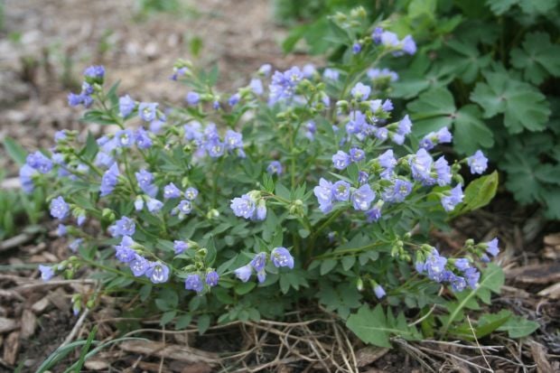 Ground Covers: A Fresh Perspective 