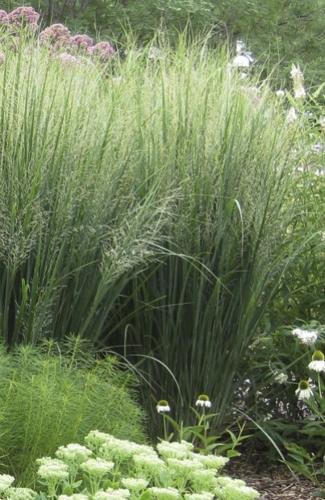 Switchgrass