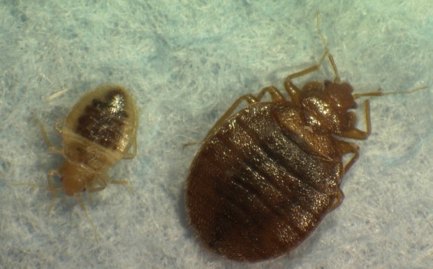 Bedbugs