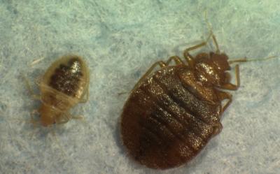 Bedbugs