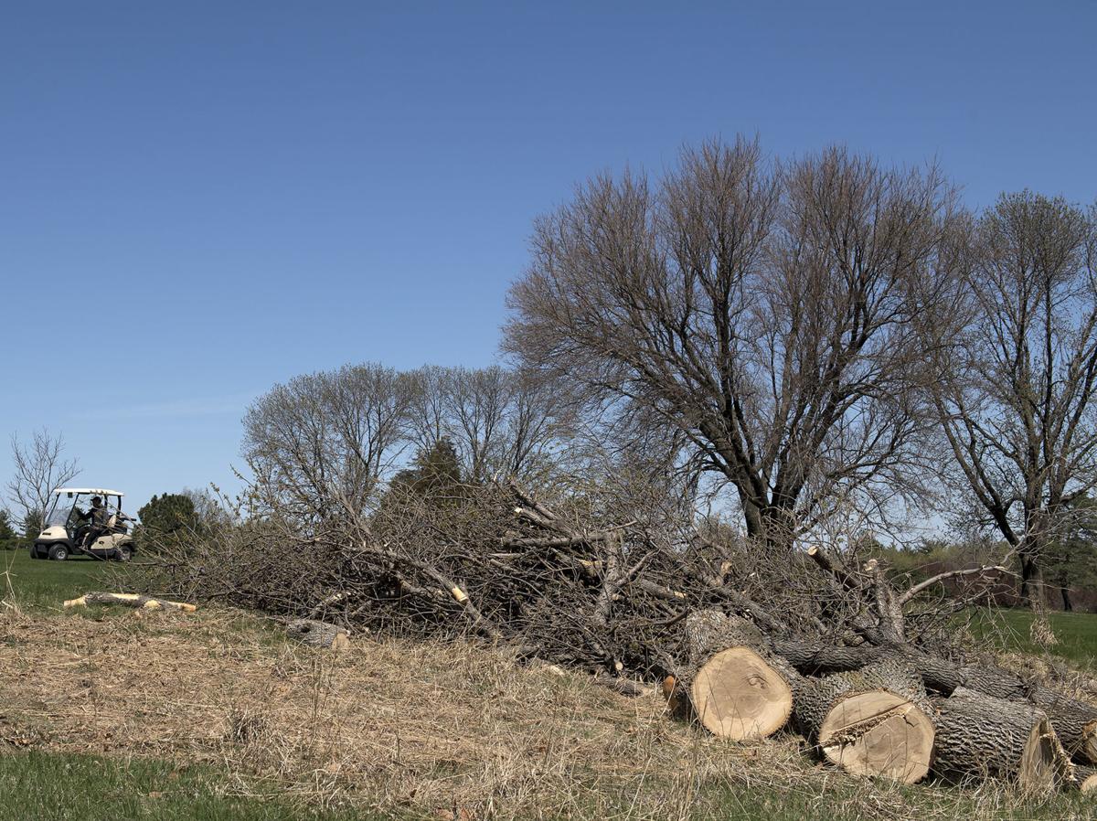 How To Get Ready For The Emerald Ash Borer In The Lincoln Area Local Journalstar Com