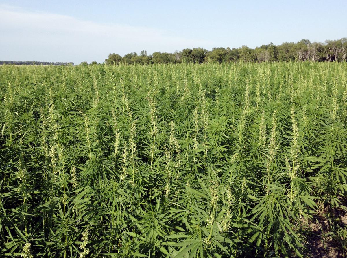 Arizona Hemp Law