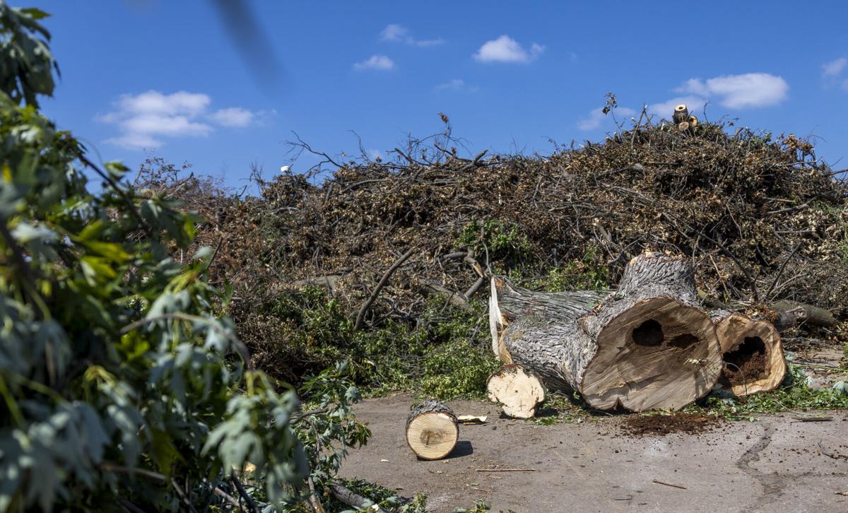 Tree debris, 8.24