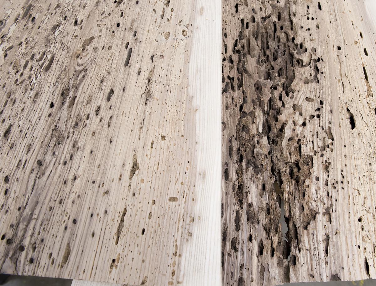 Ash tree usage