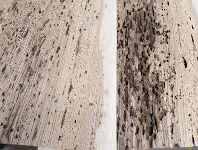 Ash tree usage