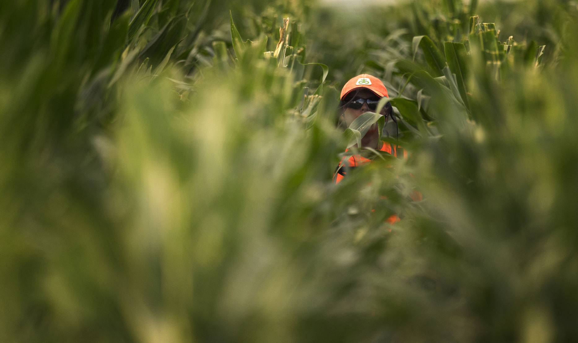 Young detasselers spend summer weeks working the fields