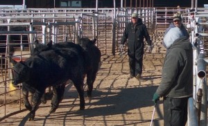 High cattle prices tight supplies likely means more expensive