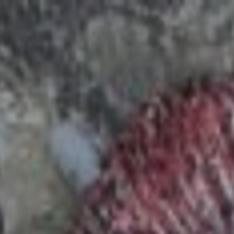 Hunter Bags Turkey With Five Beards Regional Government Journalstar Com Highest air pressure ever recorded above 750 meters (2,461 feet): hunter bags turkey with five beards