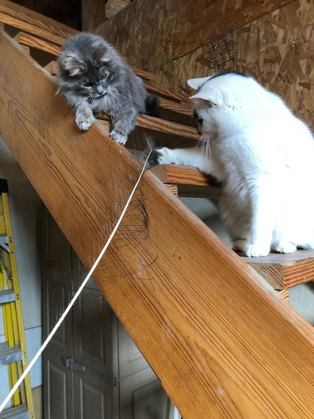 Program Gives Misunderstood Lincoln Cats A Second Chance Local