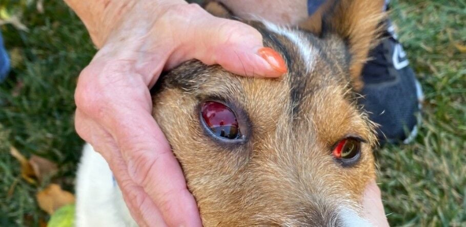 Jasper Bloodshot Eyes