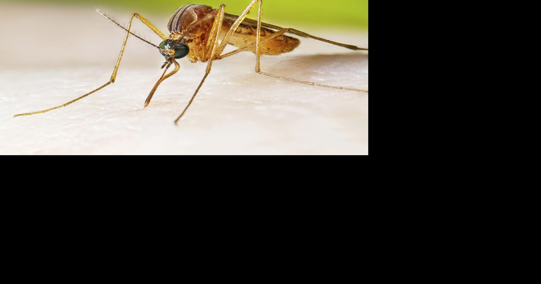 LLCHD reports West Nile Virus detected in Lincoln mosquitoes