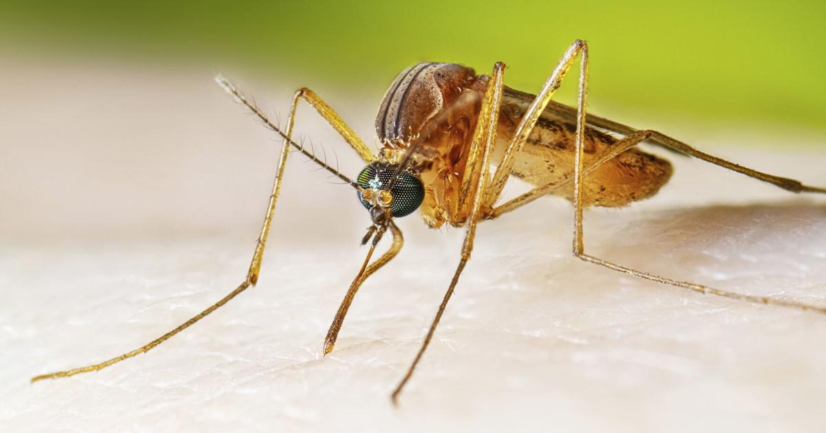 LLCHD reports West Nile Virus detected in Lincoln mosquitoes