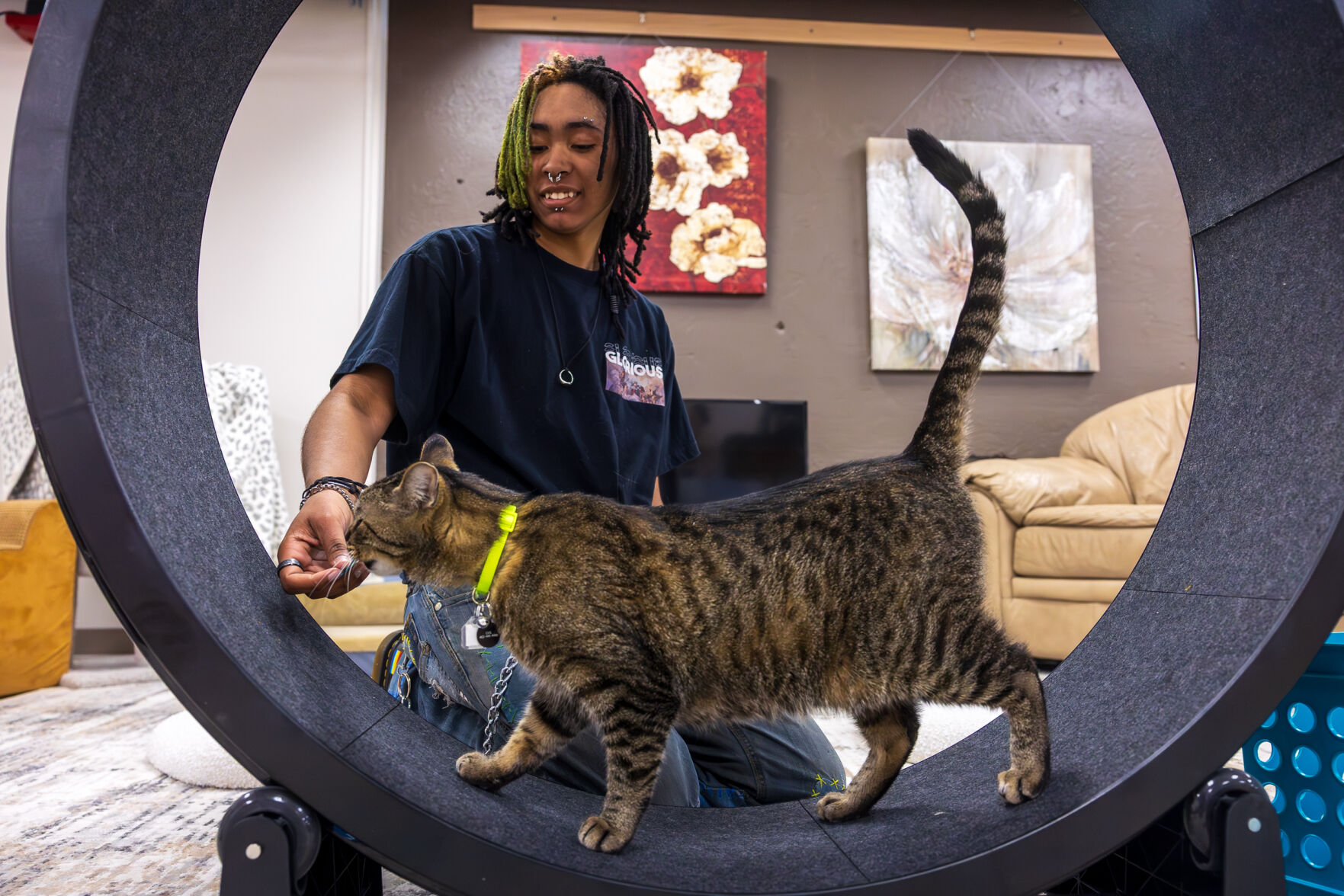 Lincoln Cat Connection adoption Goodwill cats