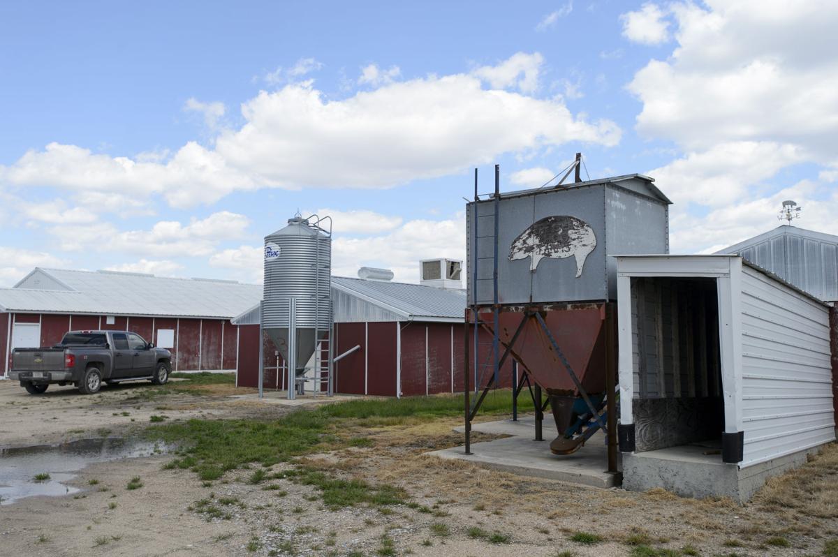 Nebraska farmers raising a novel livestock — shrimp Agriculture