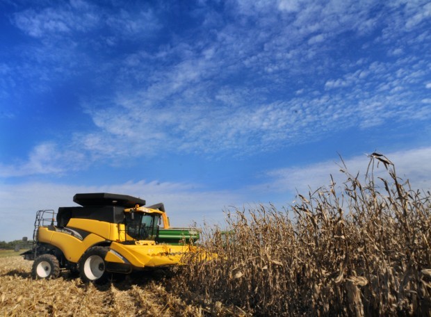 Corn Harvest