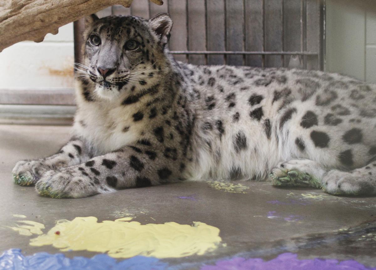 Well Walla Be Zoo Animals Put Paws To Paint On Pretty Canvases