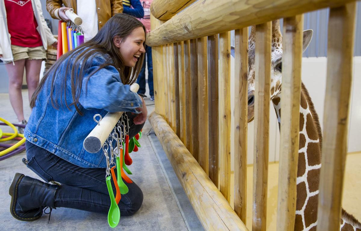 UNL club comes up with enrichment items for Children's Zoo giraffes