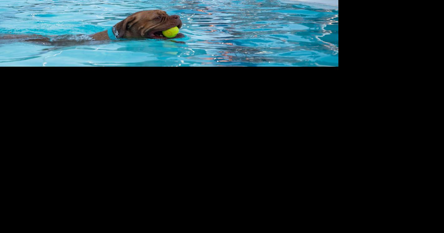 Last splash Hundreds of dogs get the final swim at Star City Shores Sunday