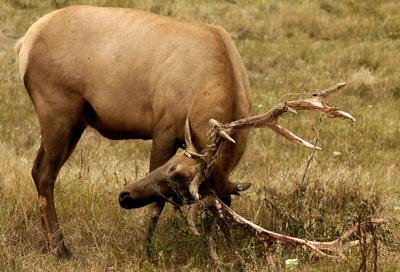 Bull elk