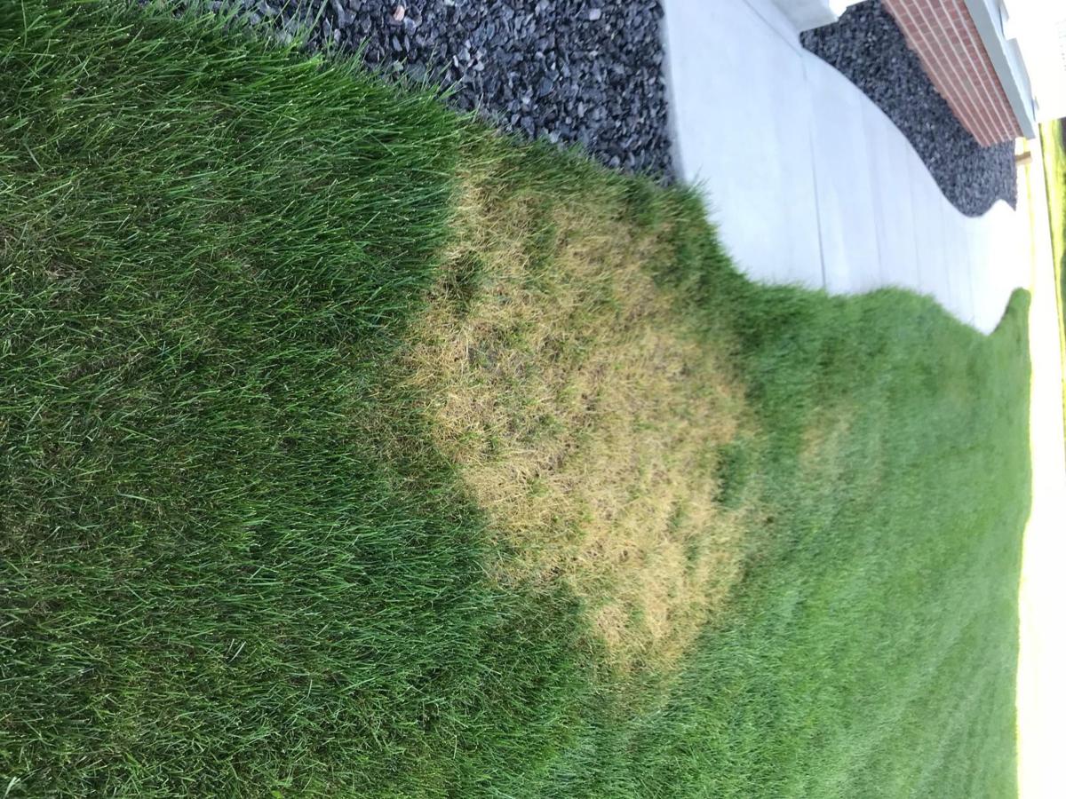 Ascochyta