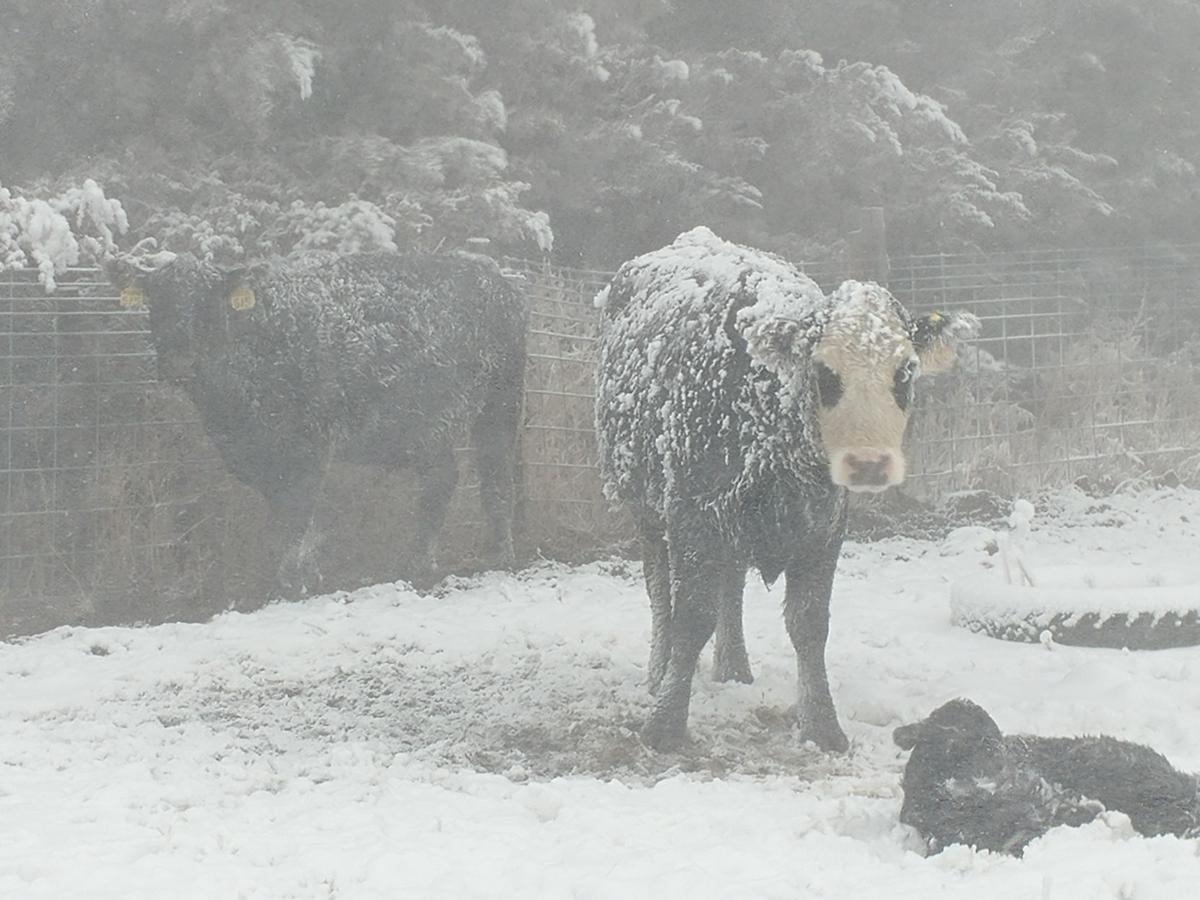 9. 'Just a terrible mess' — Ranchers, farmers left with dead animals