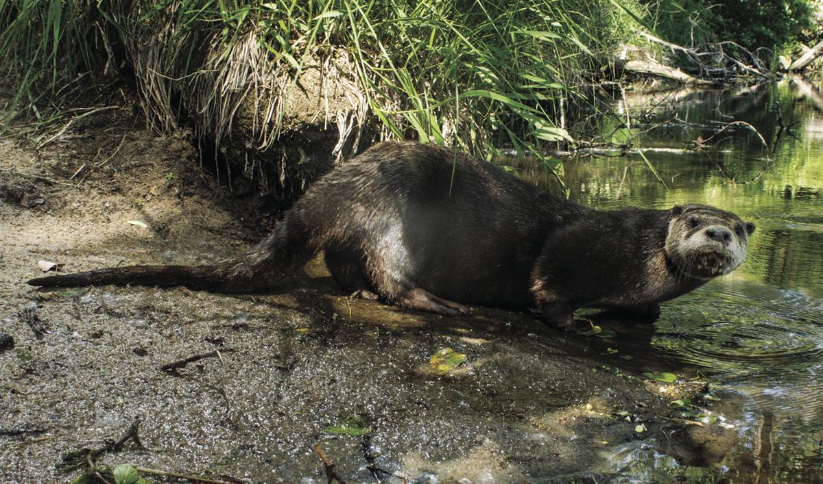 river otter