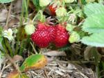 Leibig's Strawberry Ridge