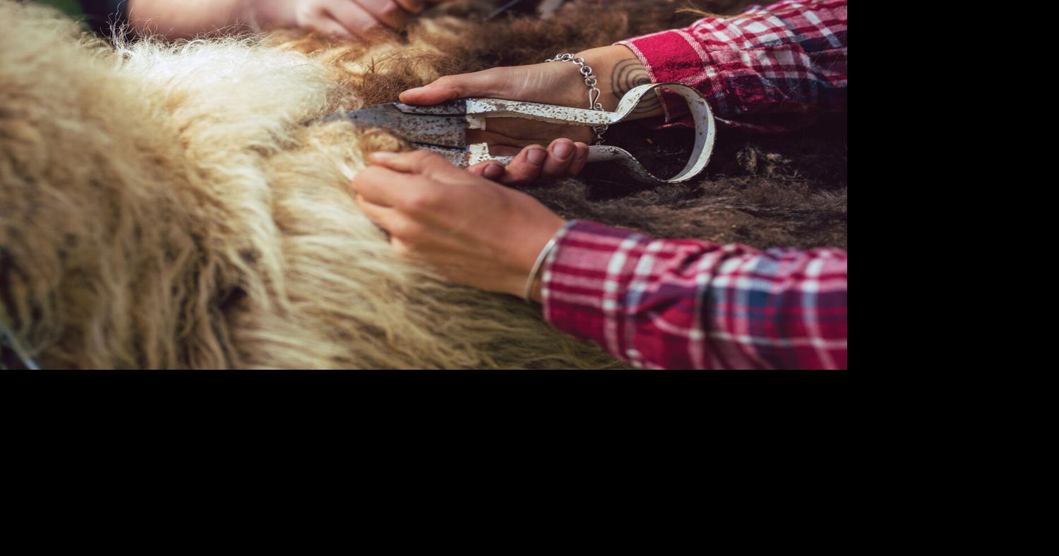 sheep_to_sweater.jpg