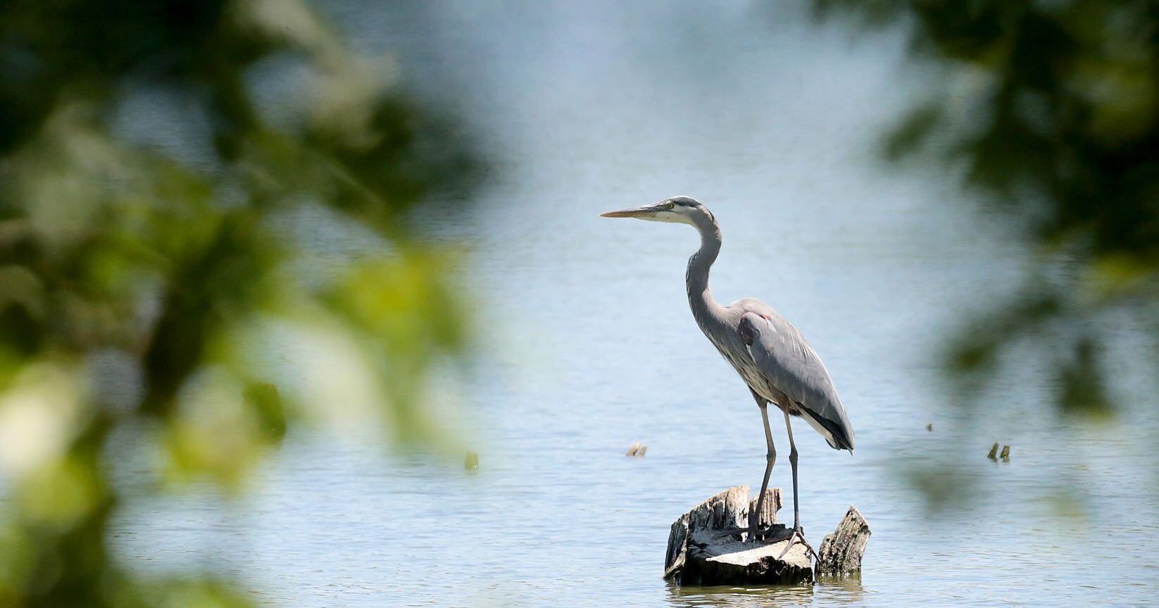 'Audubon' no more, as Madison birding group changes name - Vimarsana News