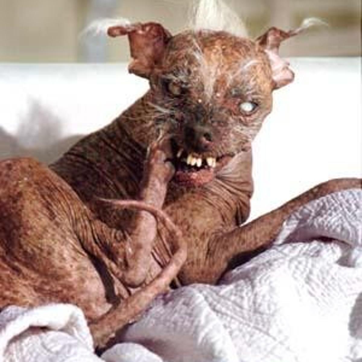 Paws Down Dog Wins Ugly Contest Lifestyles Journaltimes Com