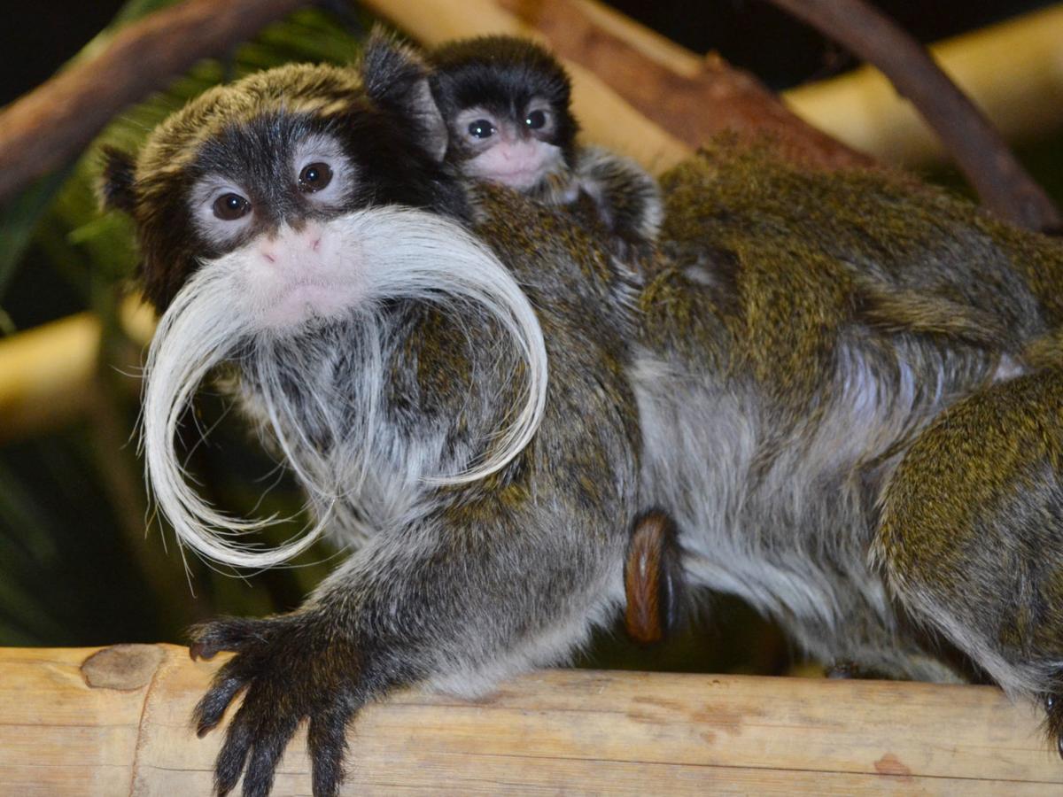baby tamarin monkey