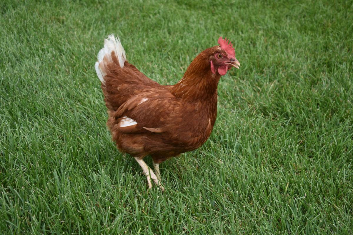Backyard Chicken Policy Hatching In Waterford Local News