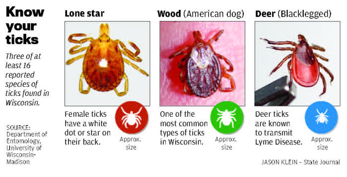 tick with white spot on dog