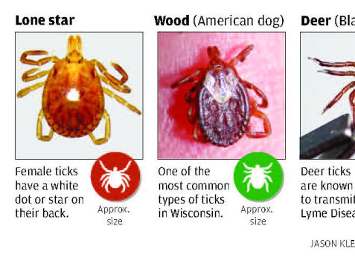 Lone Star Tick Showing Up In Wisconsin Health Fitness Journaltimes Com