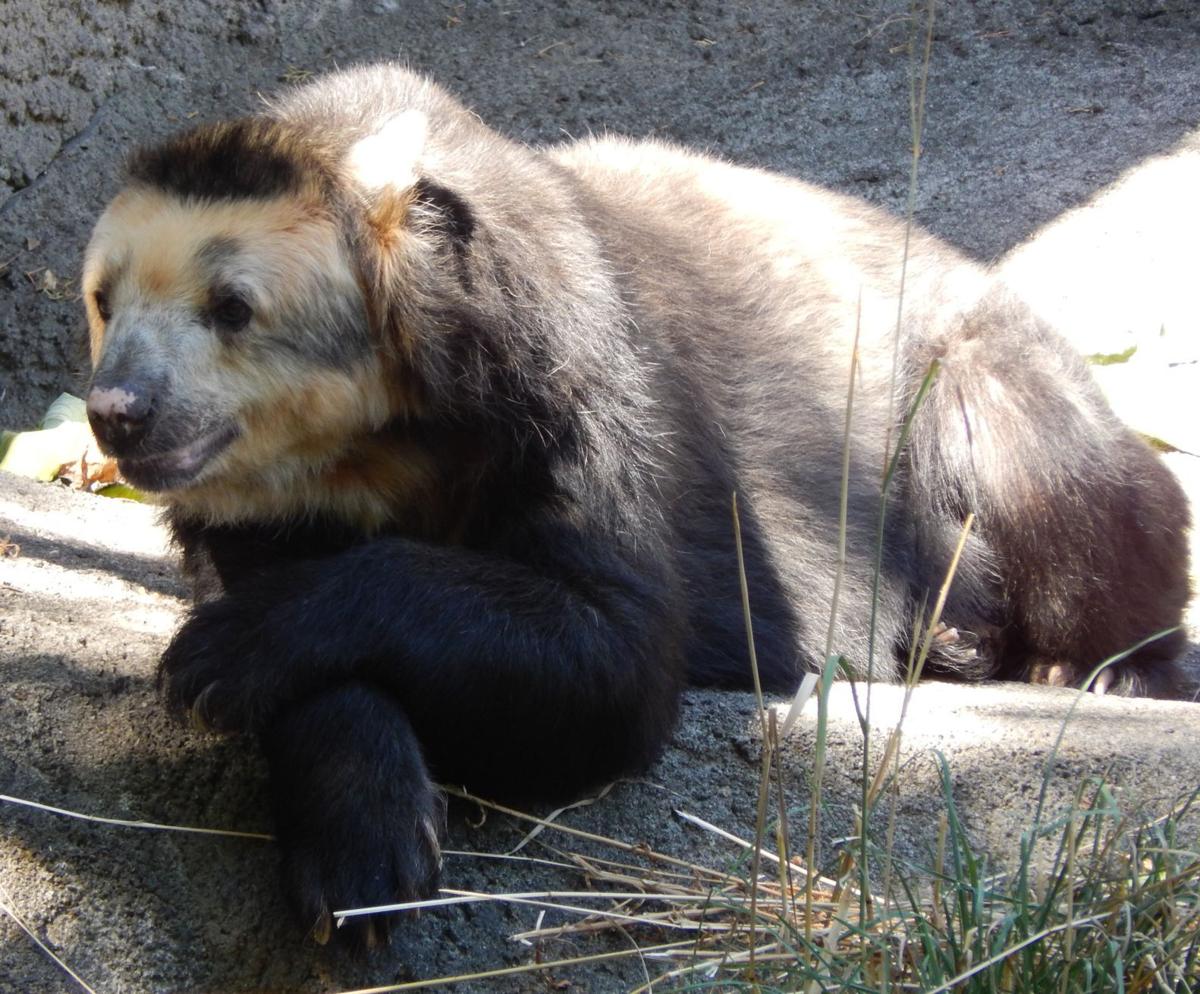Racine Zoo two new residents Local News