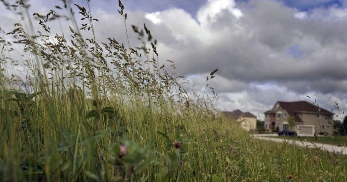 Tall grass trouble — As it mows more lawns, Caledonia hopes to encourage compliance