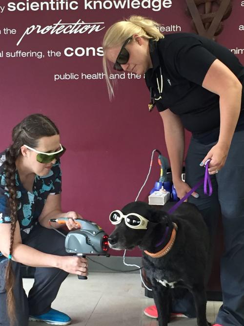 Belle City Veterinary Clinic