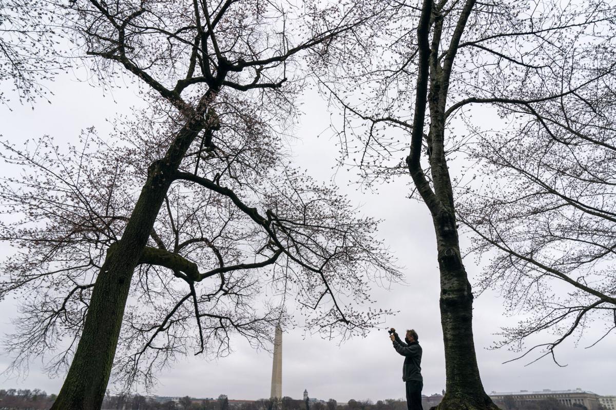 Photos Cherry Blossoms In Washington Dc Reach Peak Bloom National Journaltimes Com